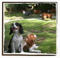 Elevage de kermaudez, Eleveur canin, 22 PRAT C�tes-d'Armor